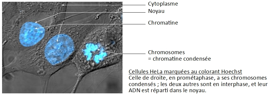 Cellules HeLa avec chromatine et chromosomes